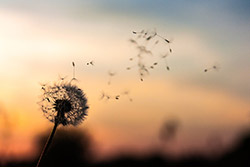 Seeds from a dandelion clock blowing away in a gentle breeze
