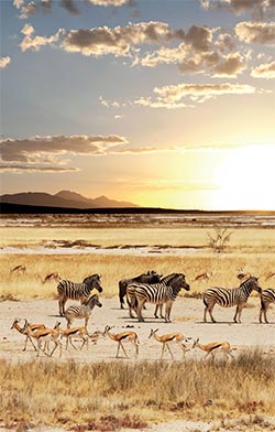 On safari with zebras and antelopes