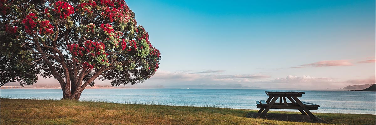 Pohutukawa in bloom and a picnic table by the sea