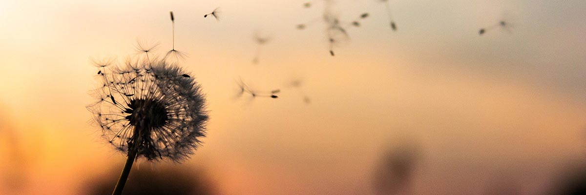Seeds from a dandelion clock blowing away in a gentle breeze