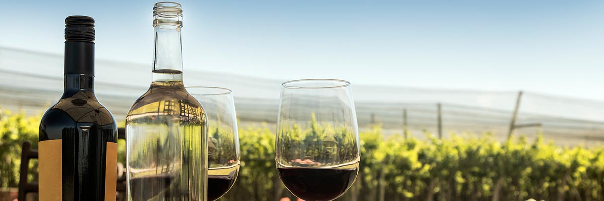 Food and wine in a sunny vineyard