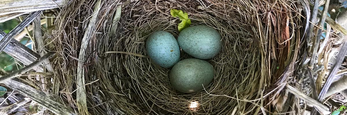 A nest of bird's eggs