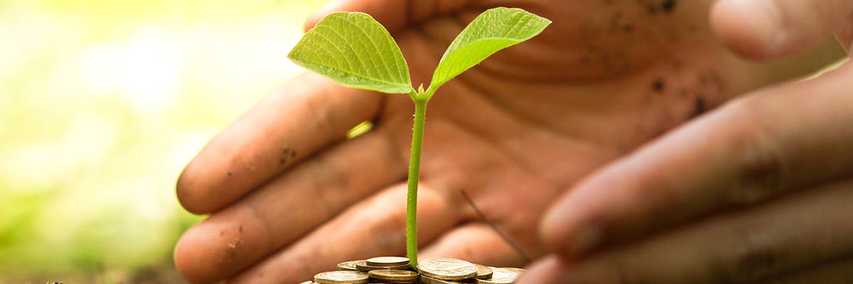 Hands nurturing a small green shoot growing out of a mound of earth and coins