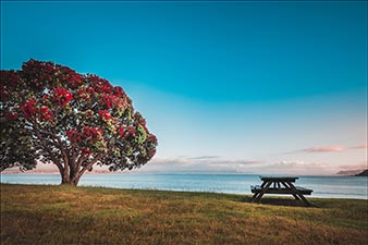 Pohutukawa in bloom and a picnic table by the sea