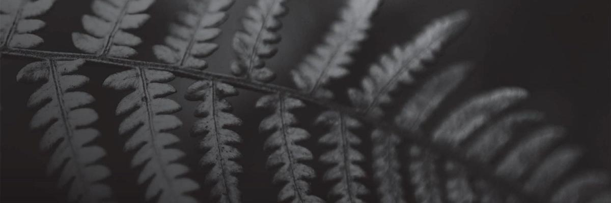 BrokerCheck fern