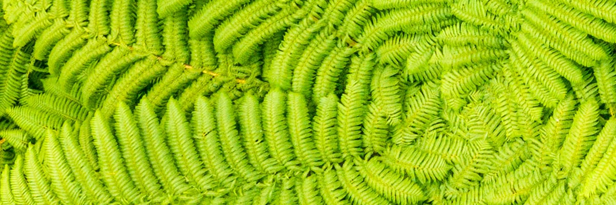Tree ferns