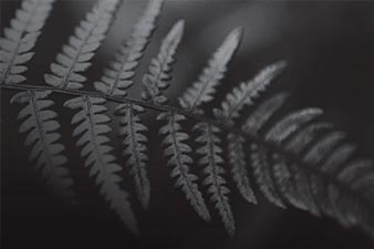 BrokerCheck fern