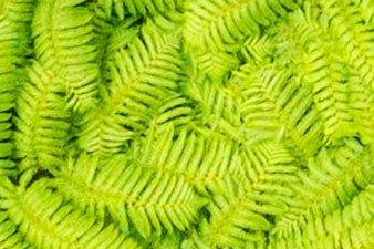 Tree ferns